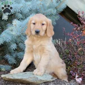 Jack, Golden Retriever Puppy